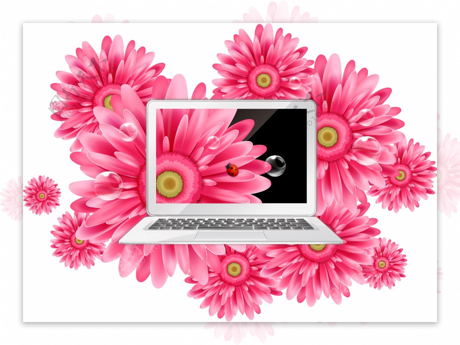 精美的雏菊与笔记本电脑