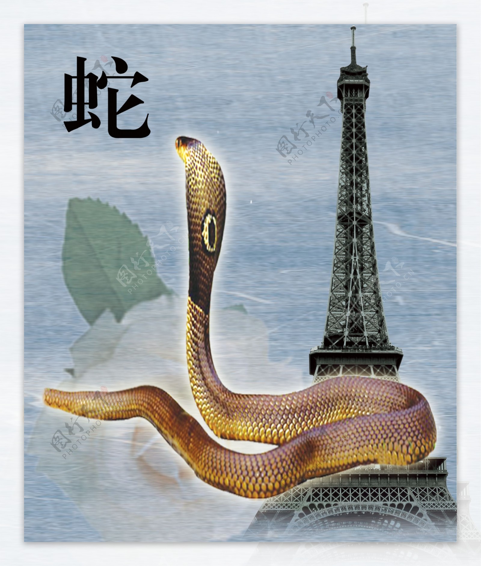 十二生肖蛇图片