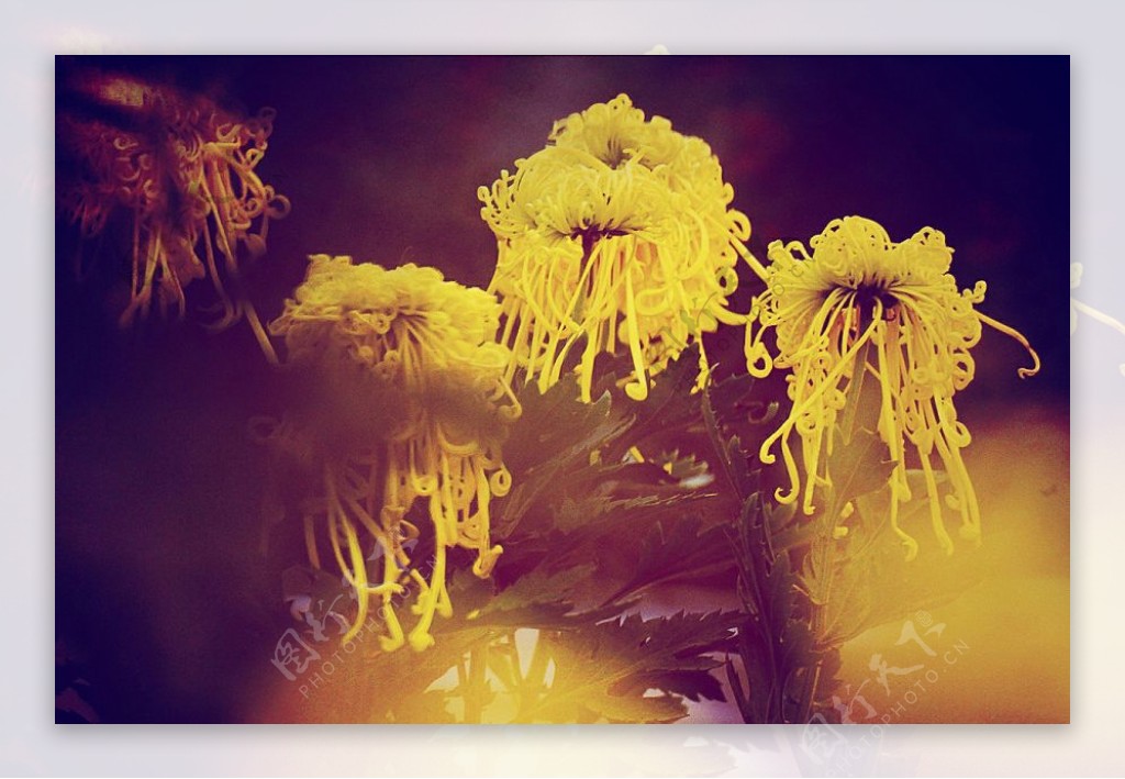 位图植物花朵写实花卉曼珠沙华免费素材