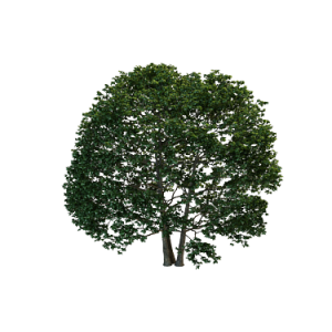 3D树模型