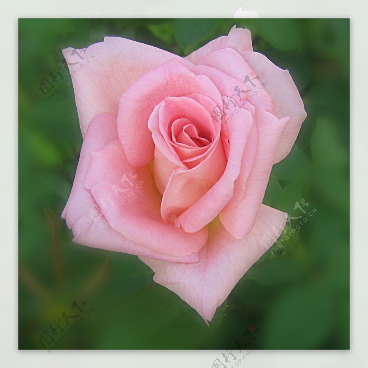 位图植物摄影写实花卉花朵玫瑰免费素材