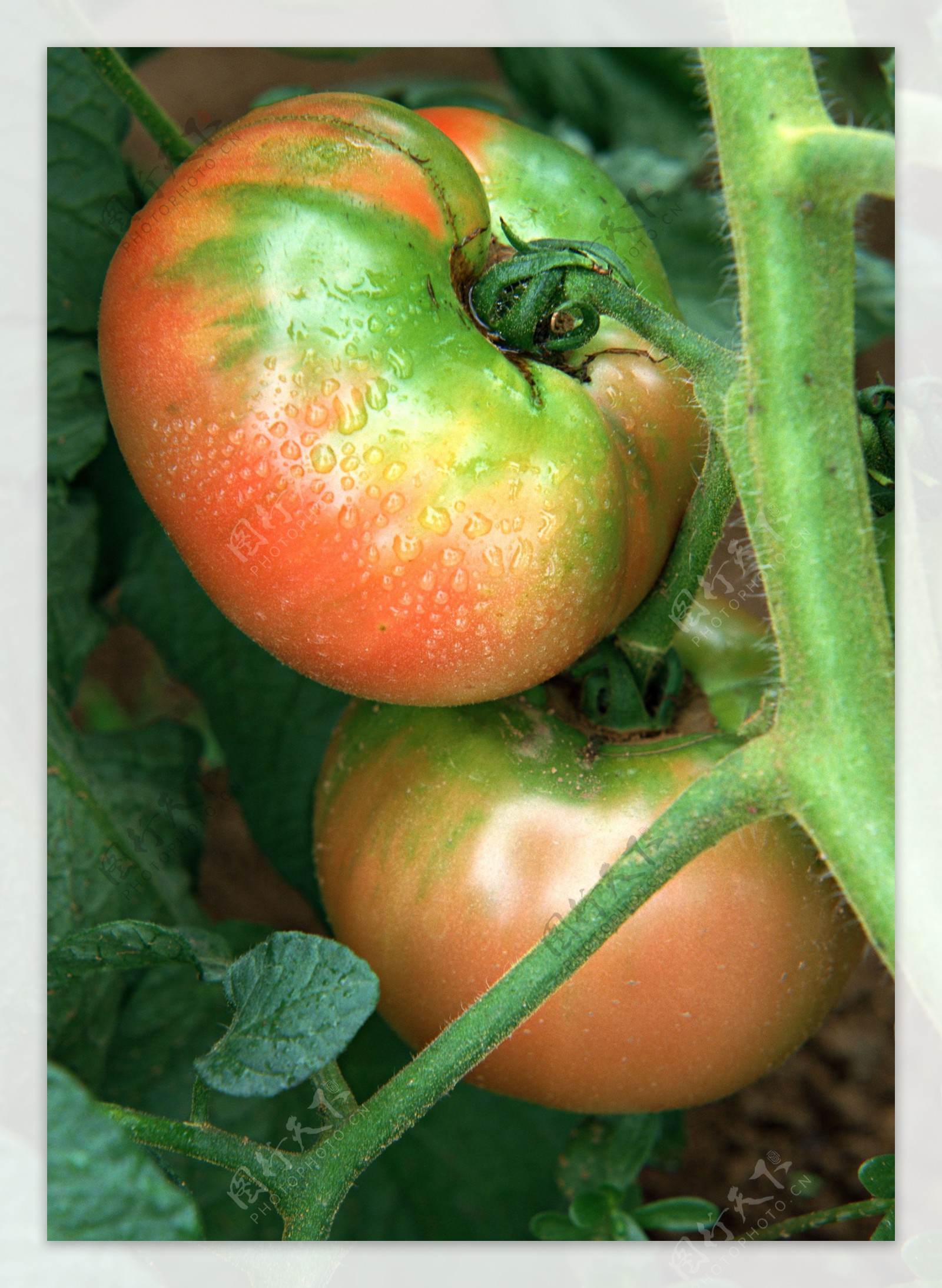 蔬菜瓜果新鲜的西红柿特写