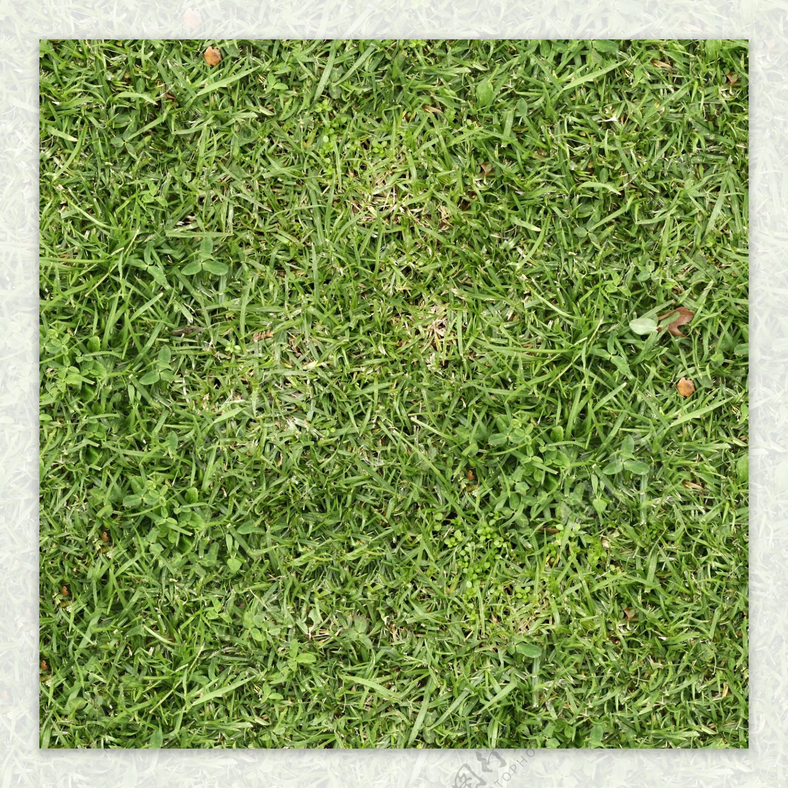 地面草坪摄影素材资料图片