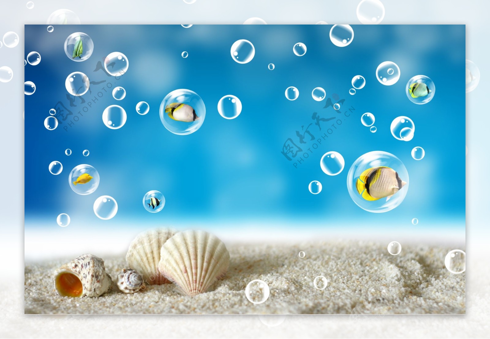 沙滩海滩海星贝壳五角星海螺