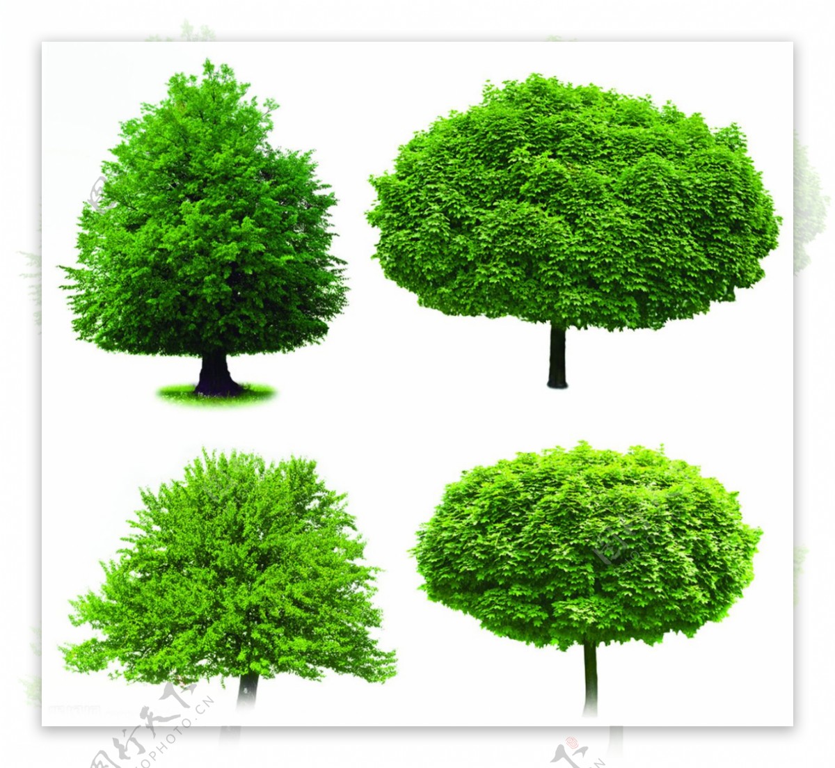 3D贴图绿树