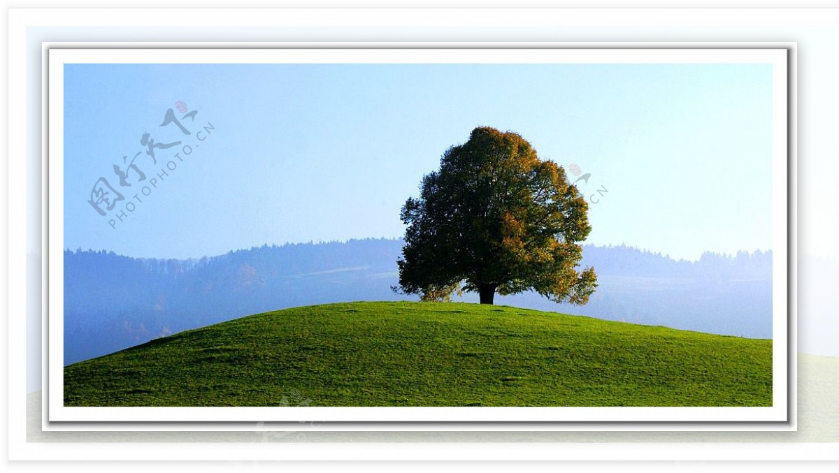 绿色原野树全景图风景3d设计贴图环境素材