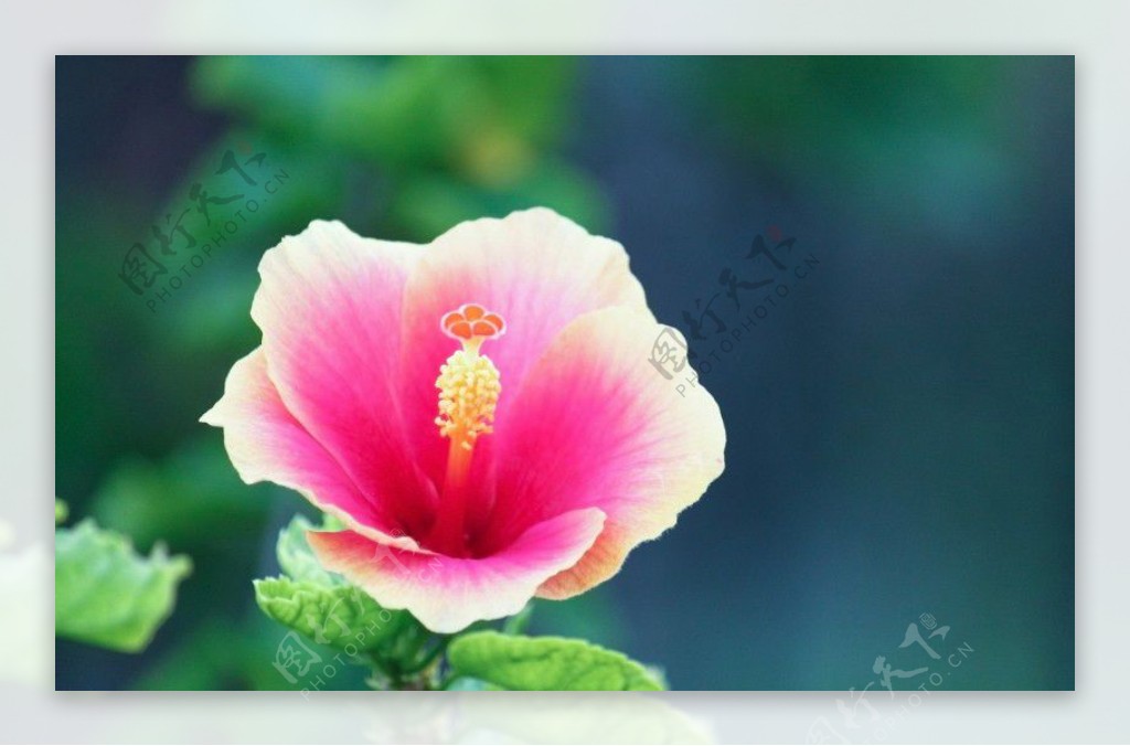 位图写实花卉植物花朵野花免费素材