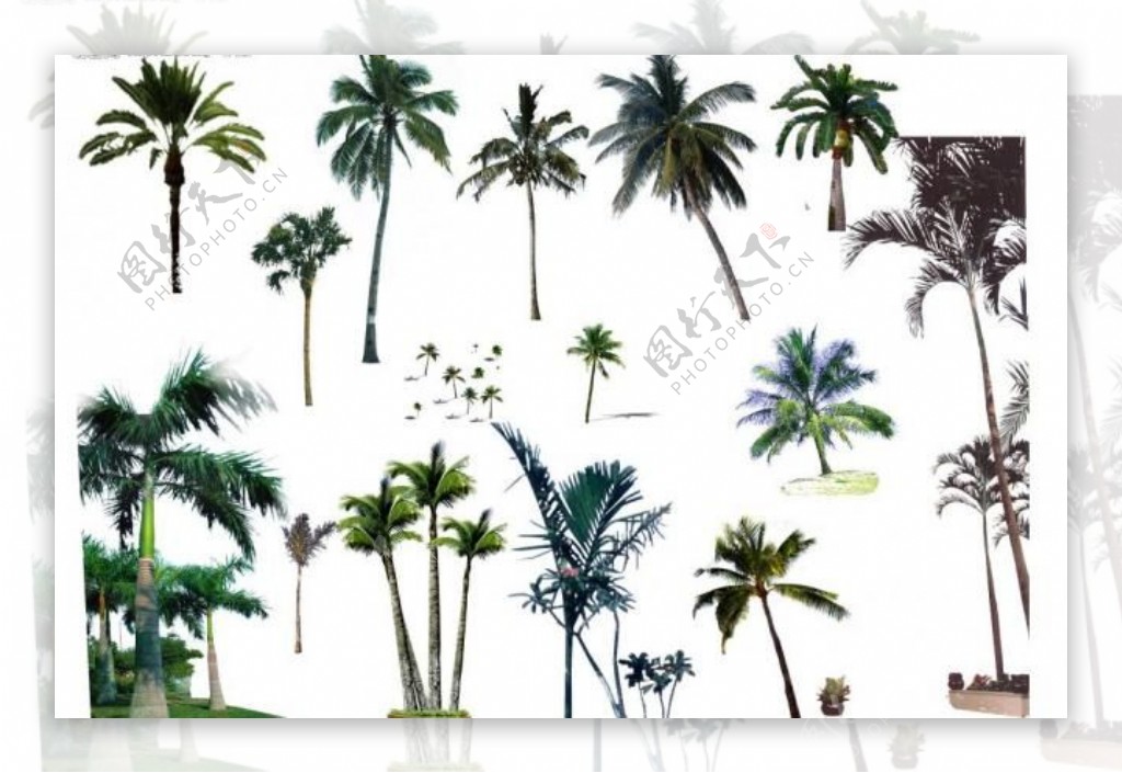 各种椰子树图片