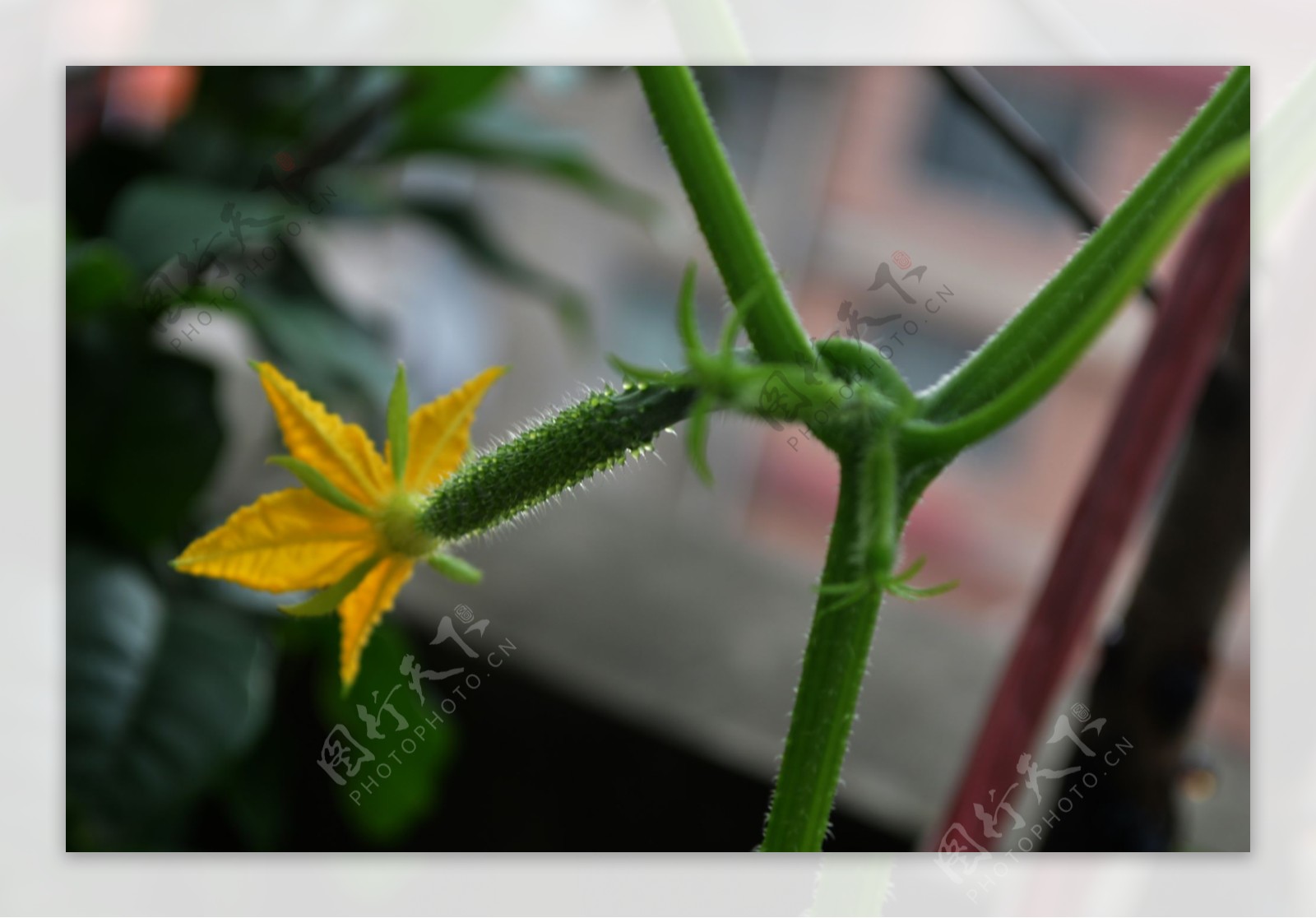 有花的小黄瓜植物 库存图片. 图片 包括有 收获, 开花, 痛苦, 叶子, 种田, 庄稼, 生长, 食物 - 73862239
