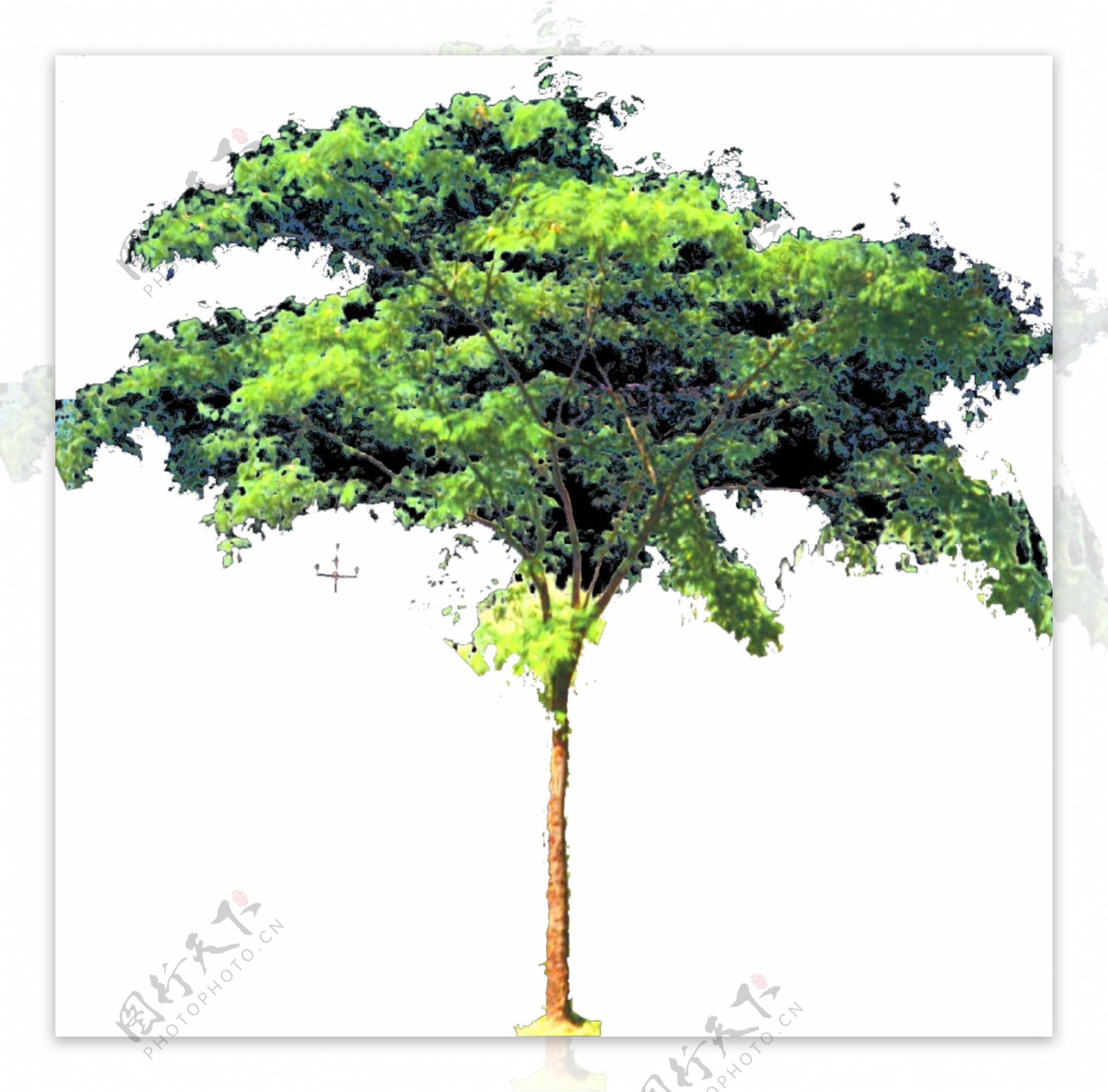 茂密单株树图片源文件PSD效果图素材