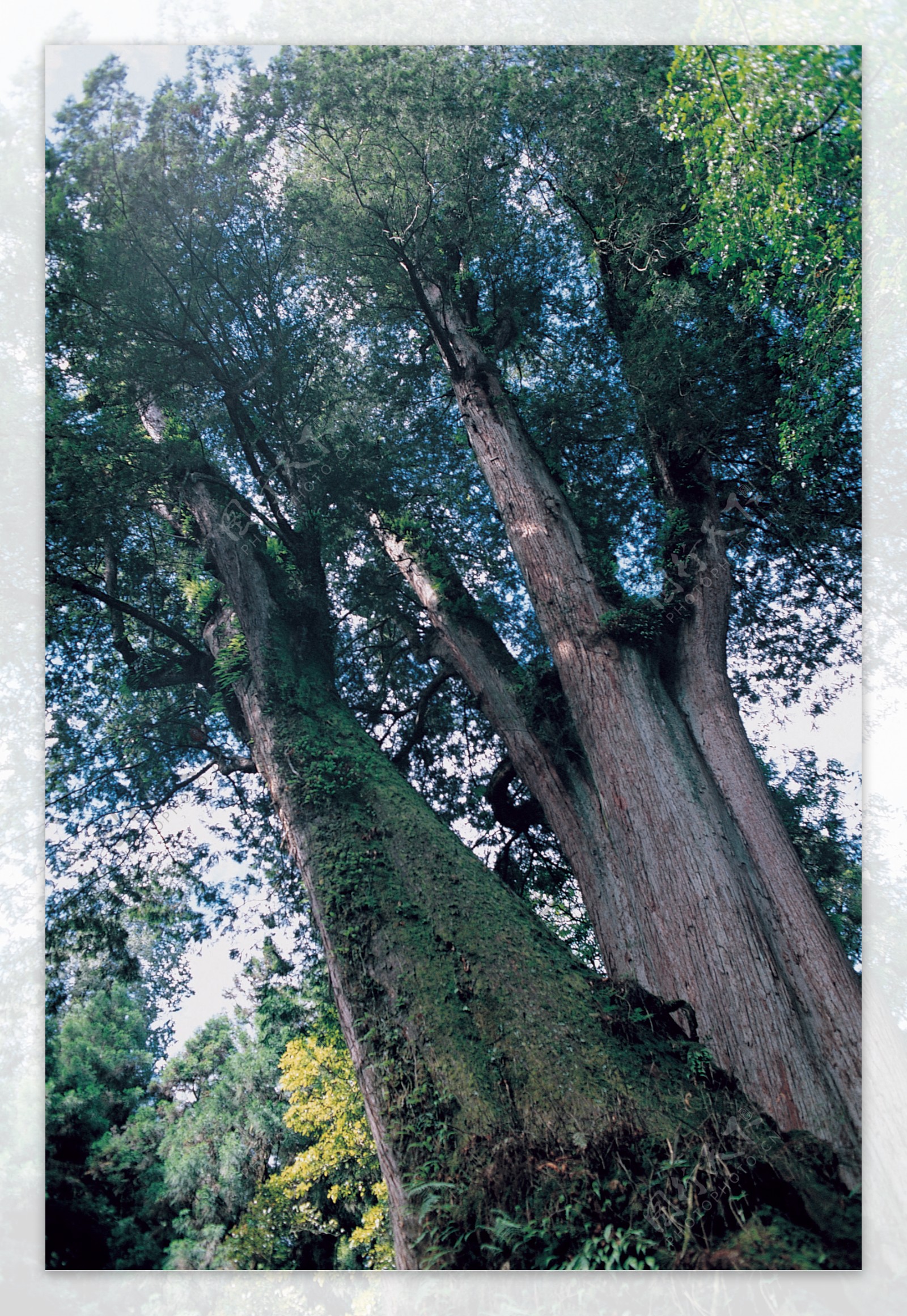 树木森林树林植物图片
