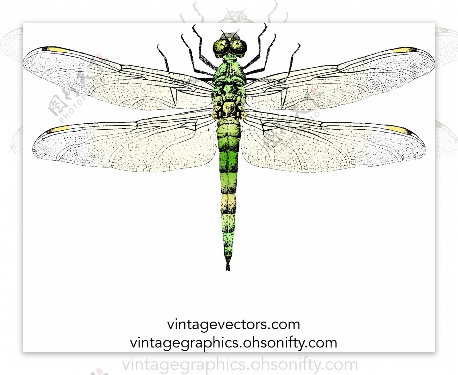 写实绘画的蜻蜓矢量素材