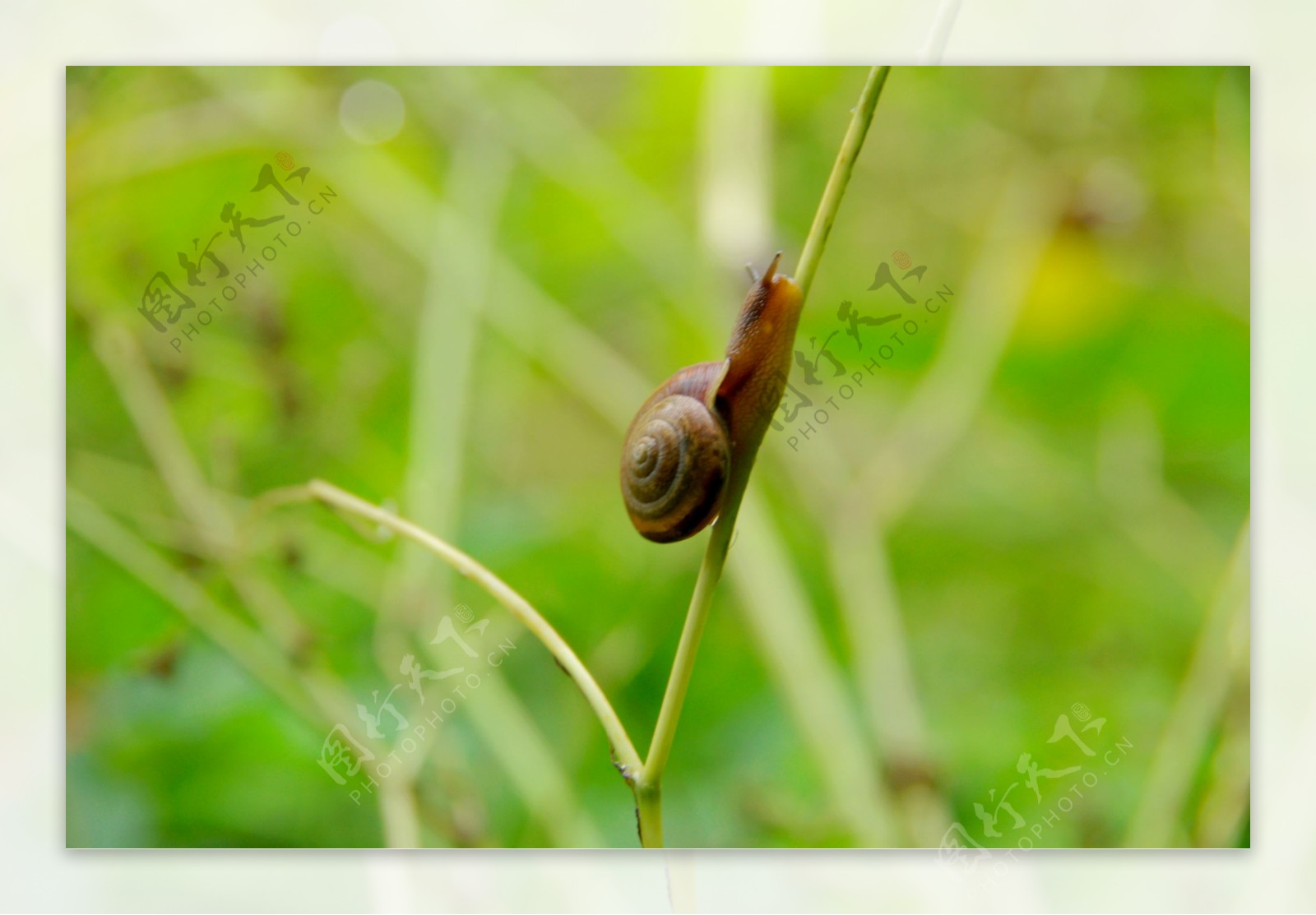 【蜗牛图摄影图片】生态摄影_太平洋电脑网摄影部落