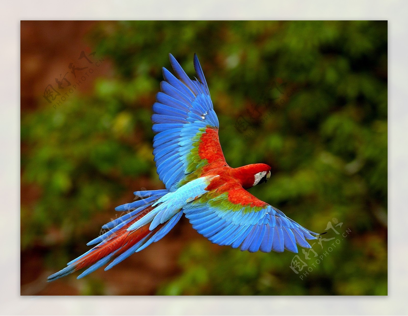位图动物鸟类宝石蓝色红色免费素材