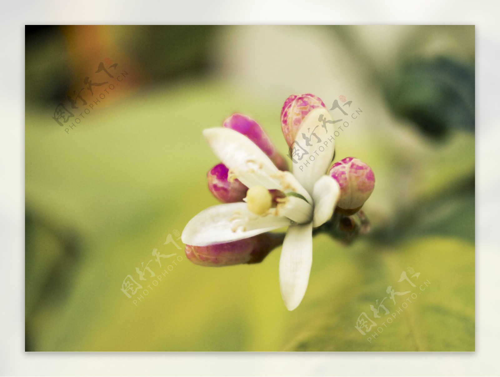 位图写实花卉植物花朵猫爪花免费素材