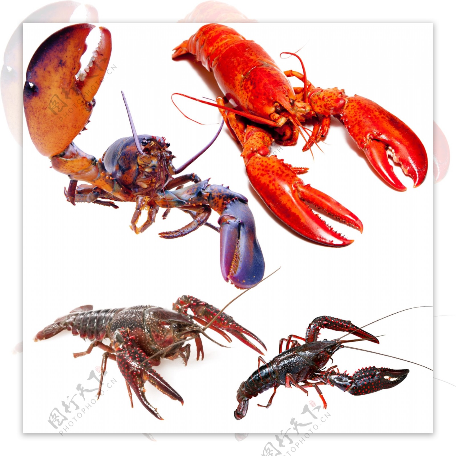 龙虾动物图片素材PSD分层文件