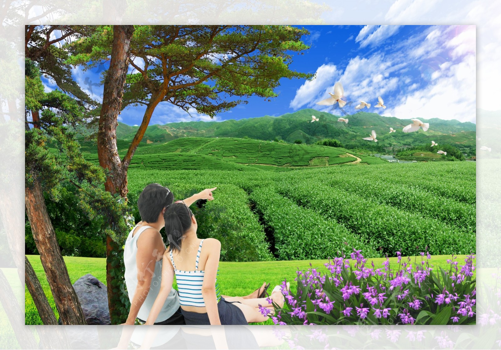 自然风景茶山图片