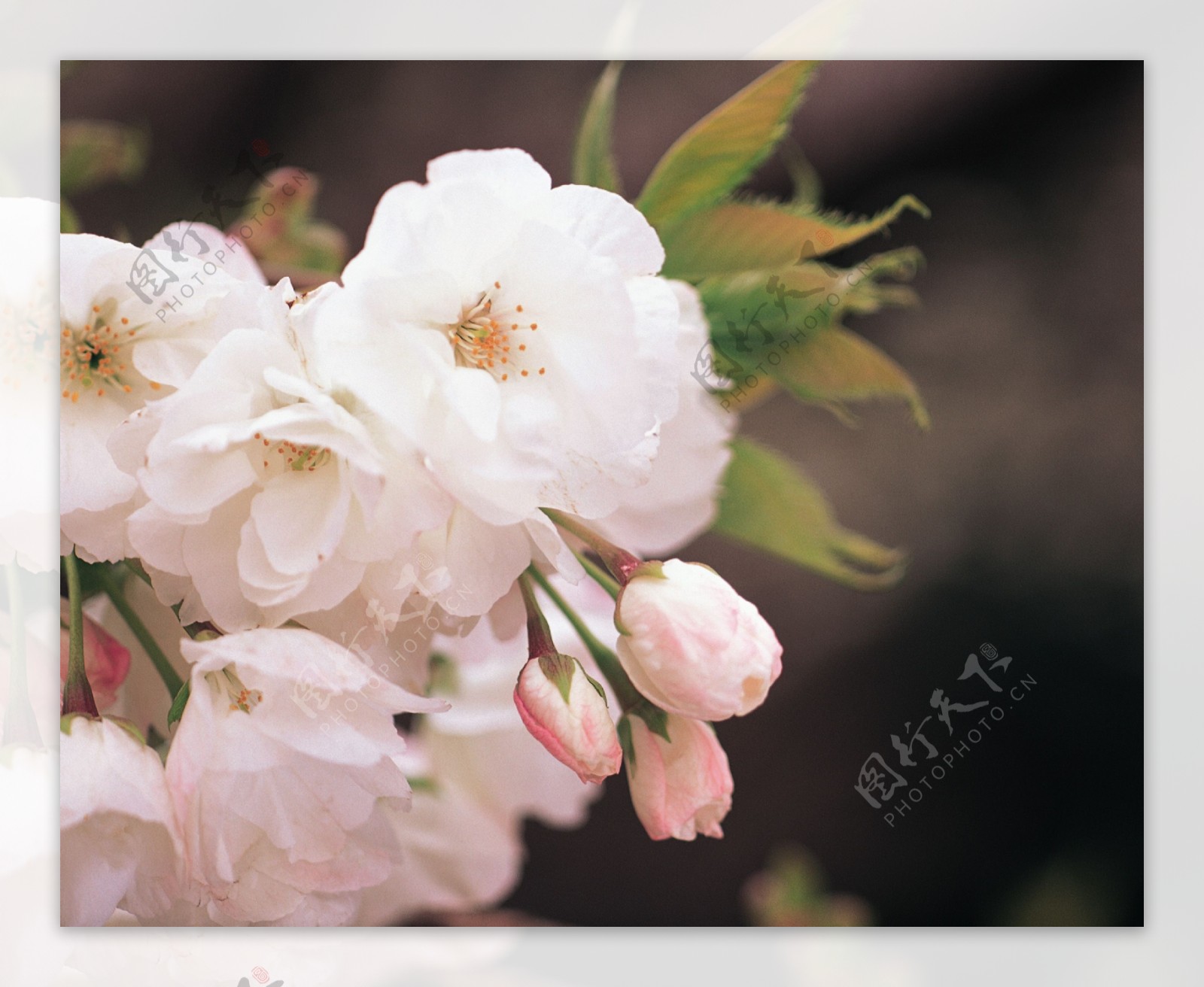 春暖花开花朵花瓣花草花卉