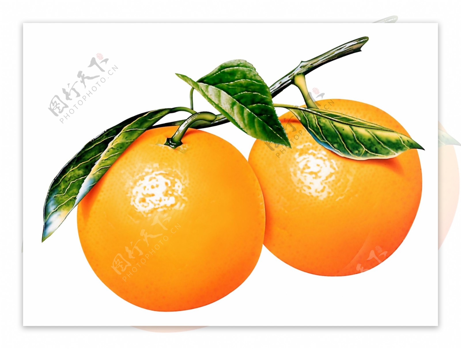 PSD水果橙子抠图格式