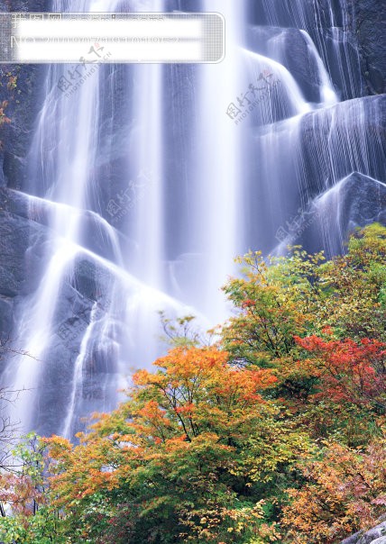 树植物水风景