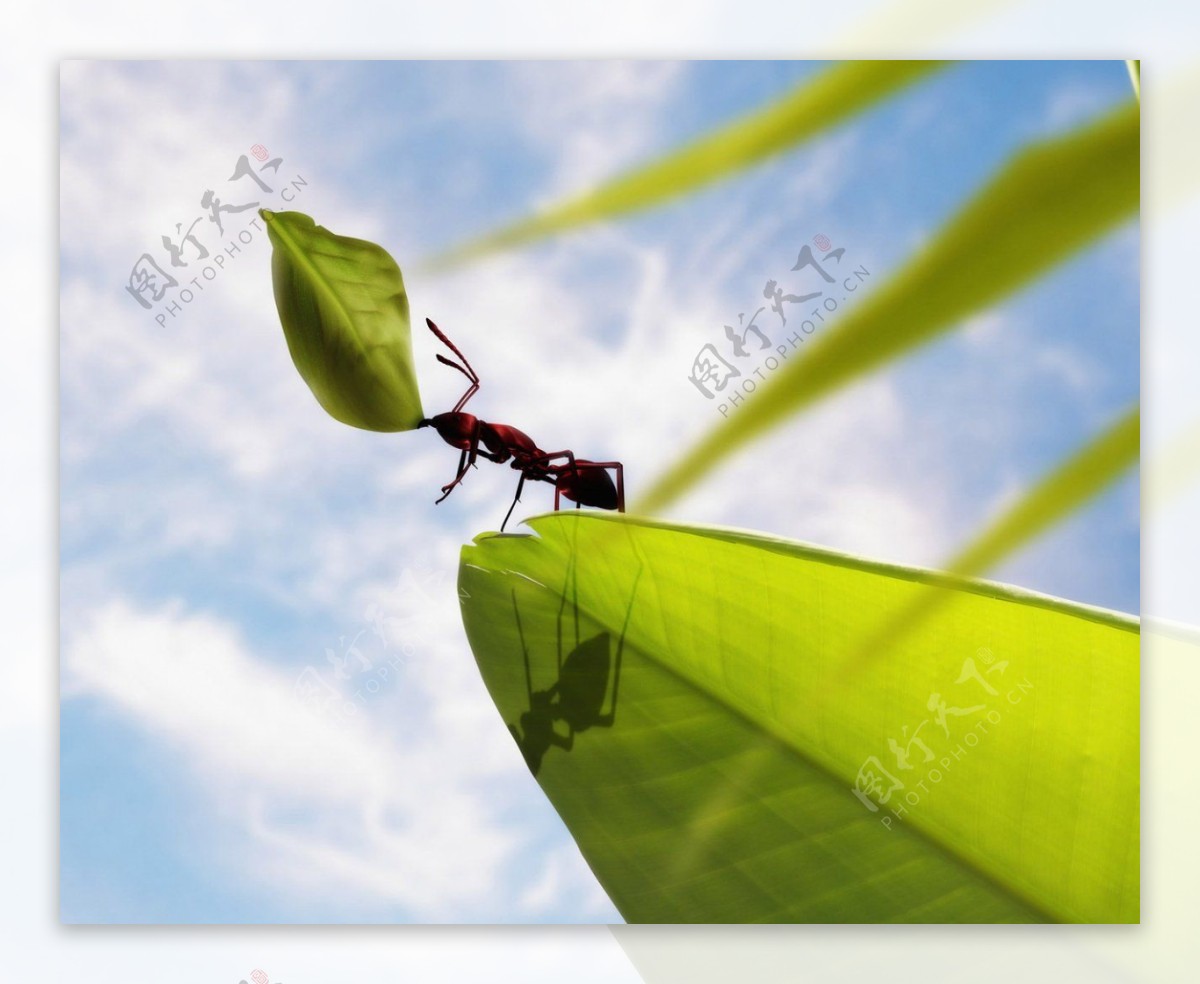 勤劳的小蚂蚁站在枝叶上
