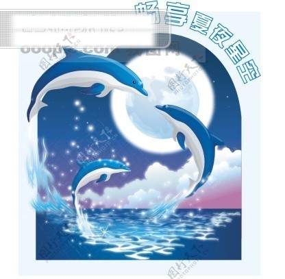 海豚夏夜星空蓝色水海洋