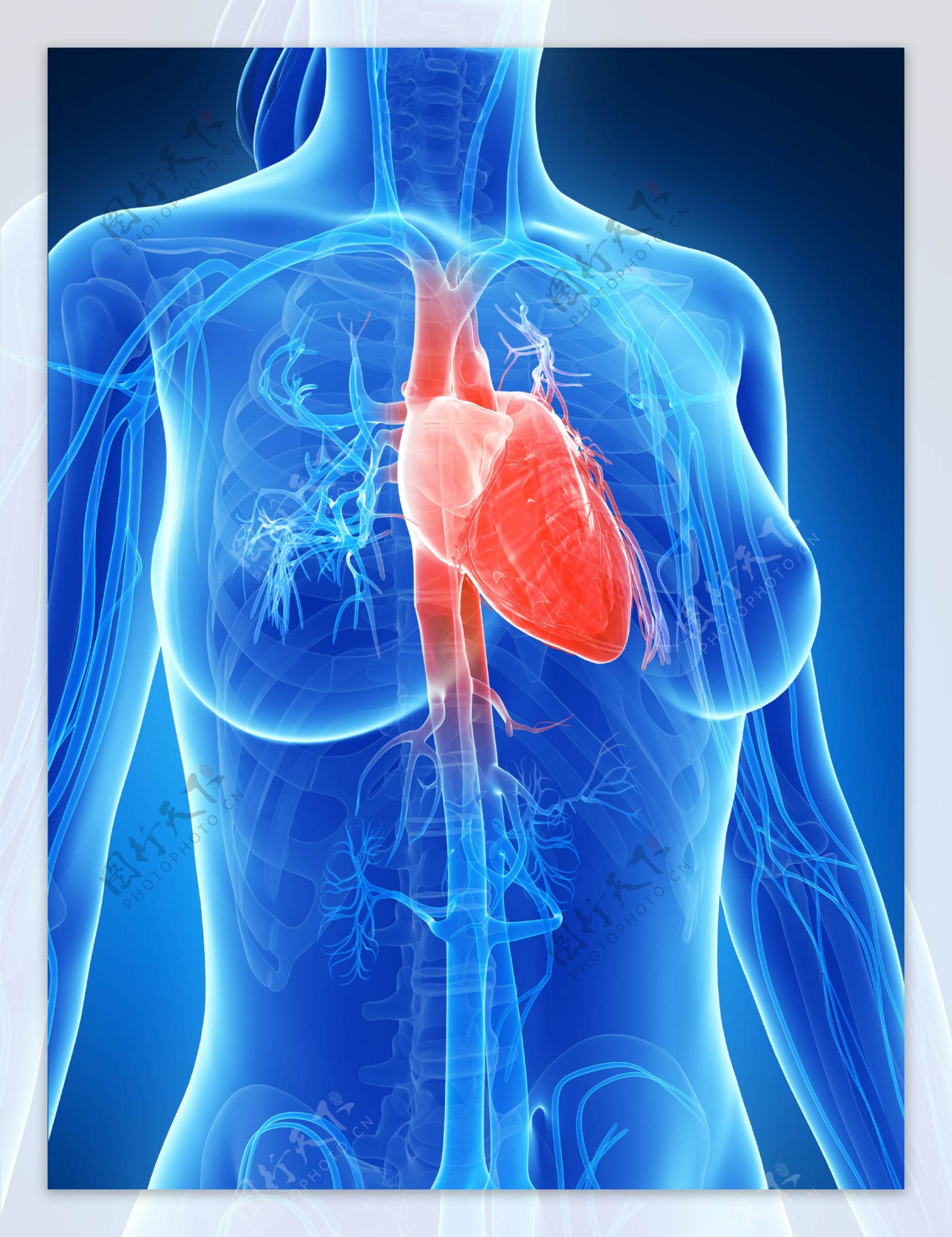 心脏人体器官图片