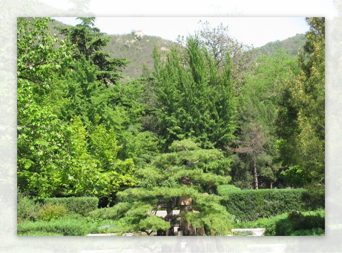 松树盆景图片