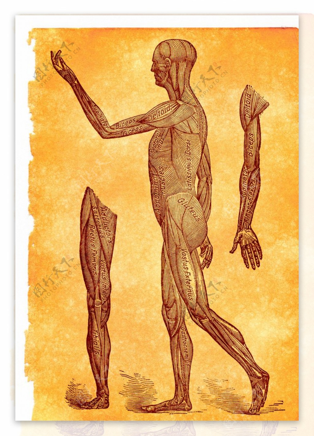 人体解剖学肌肉线描图片