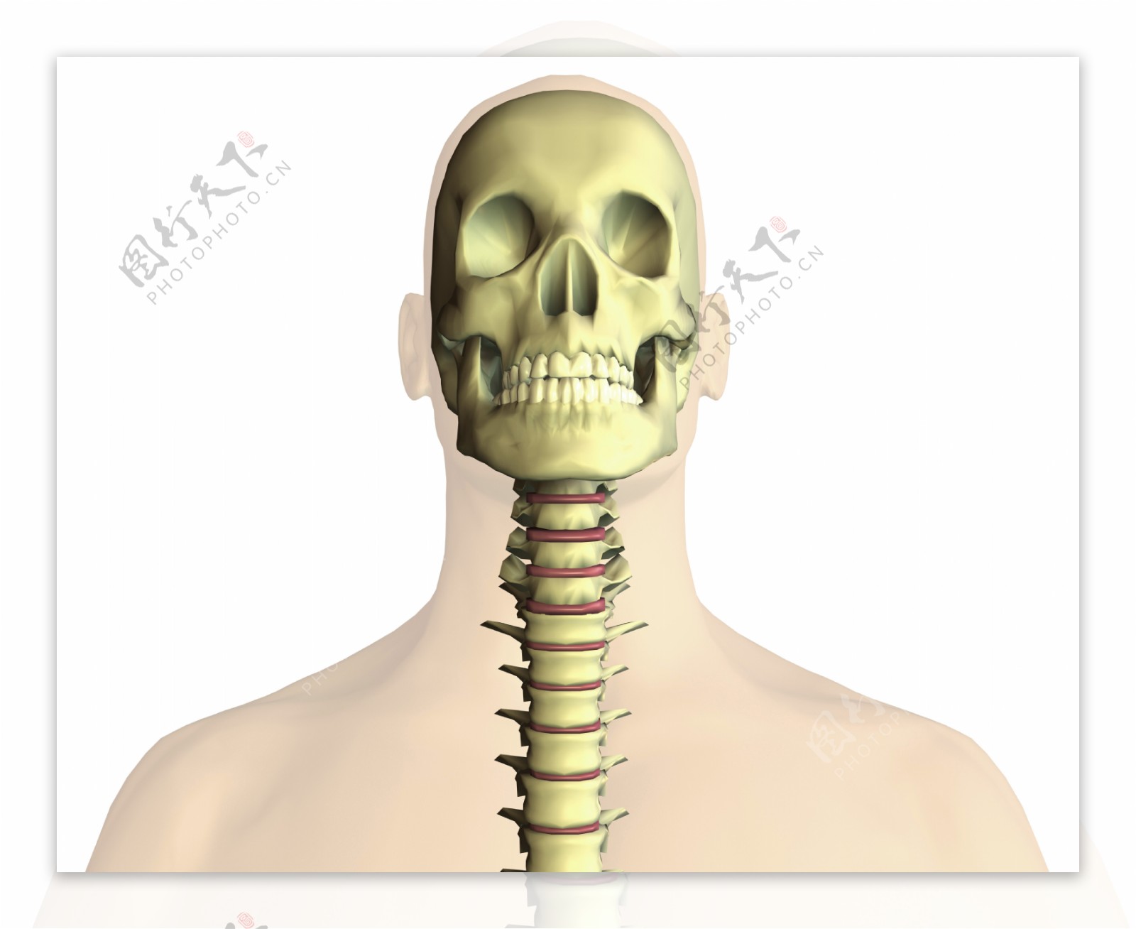 女性颈椎骨结构解剖图
