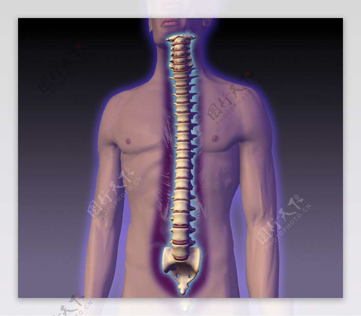 脊椎脊椎骨图片