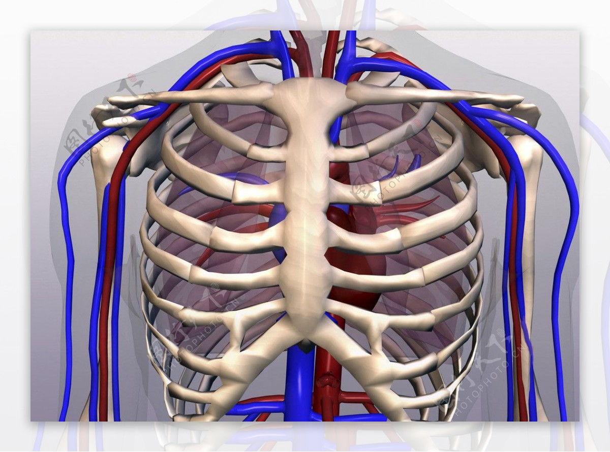 胸骨肋骨图结构图-图库-五毛网