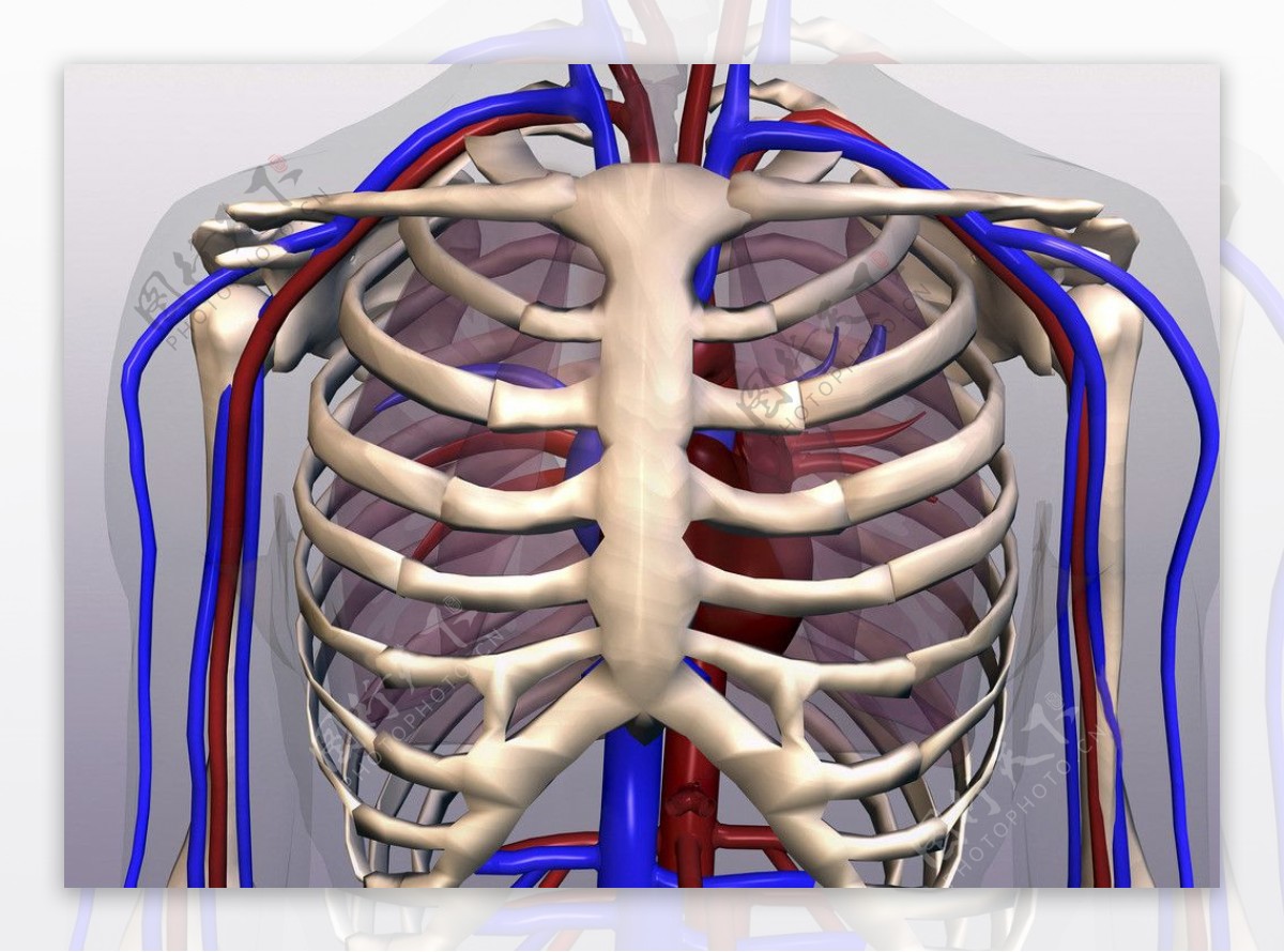肋骨图片
