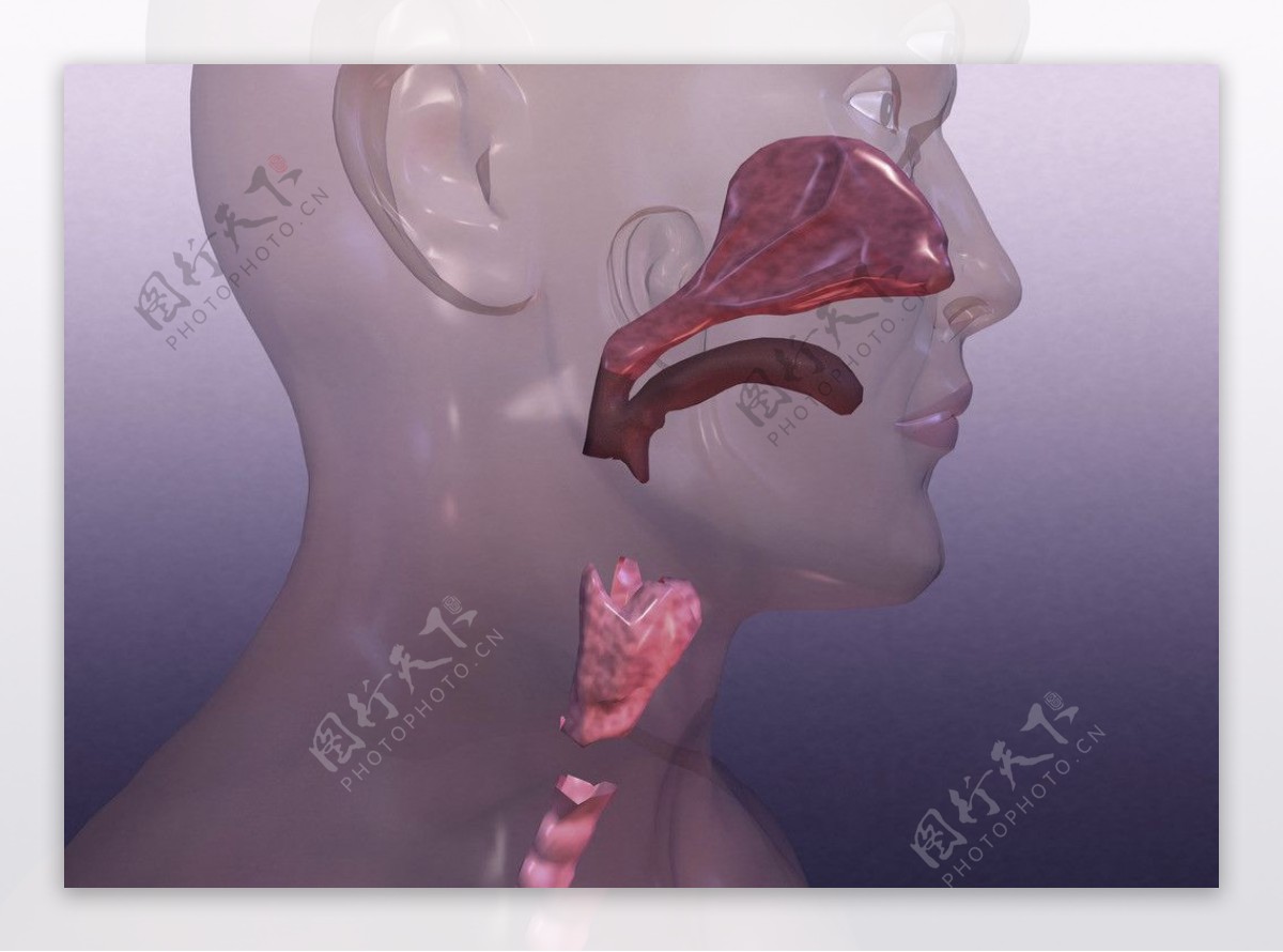 鼻呼吸呼吸道图片