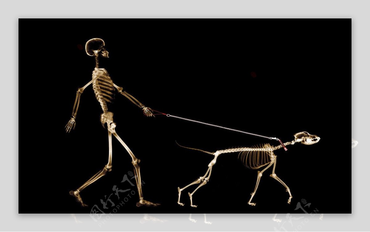 人遛狗的X光透视图片