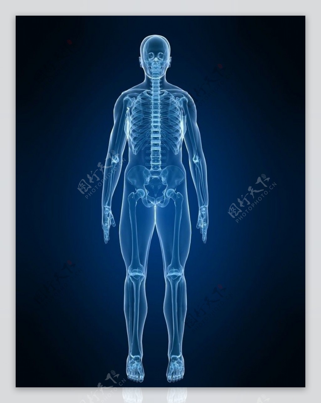 医疗X光人体图片