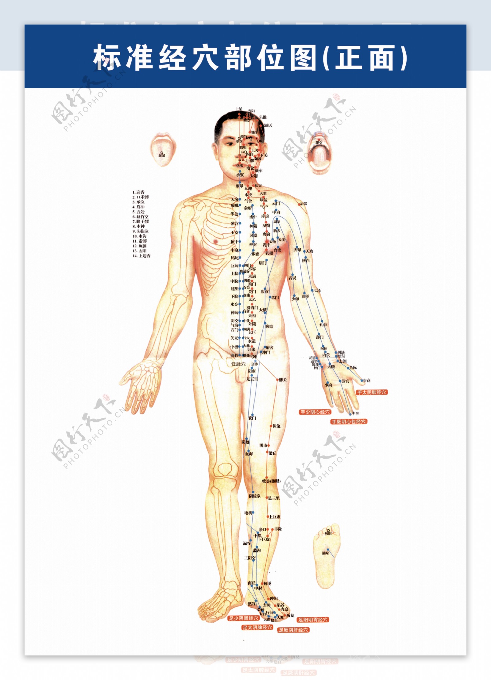 标准经脉部位图男正图片