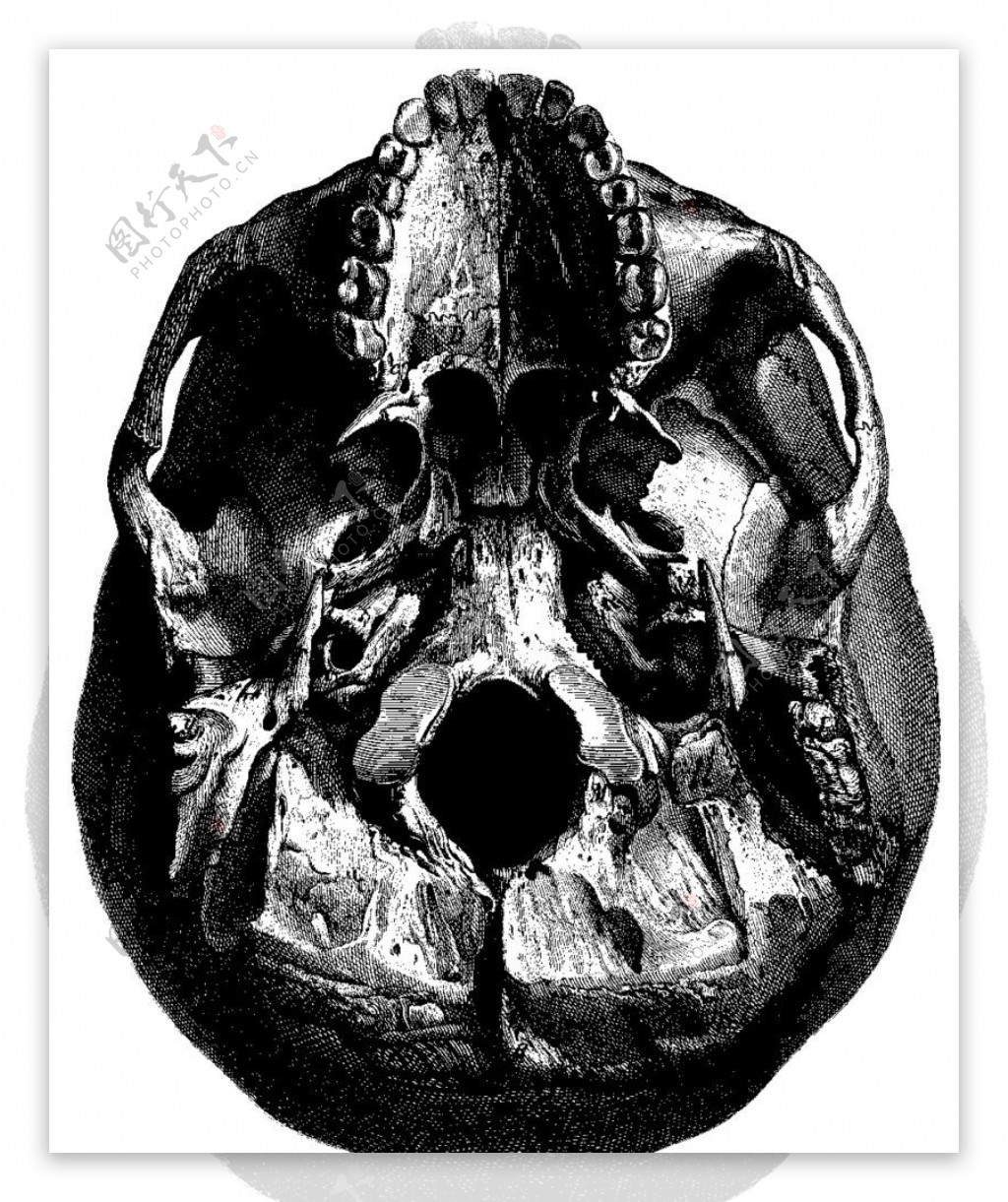 人体头盖骨内部图片