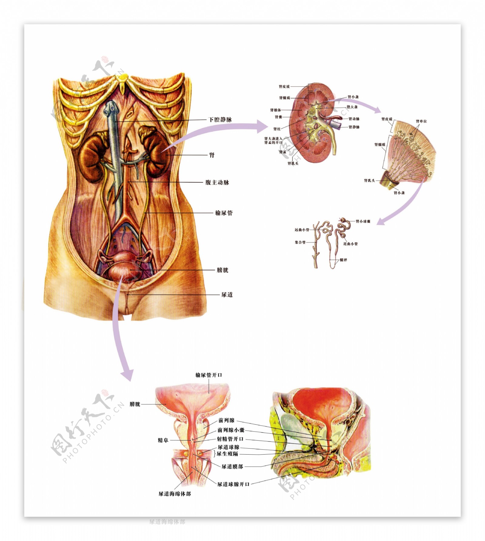 女性泌尿系统解剖图图片