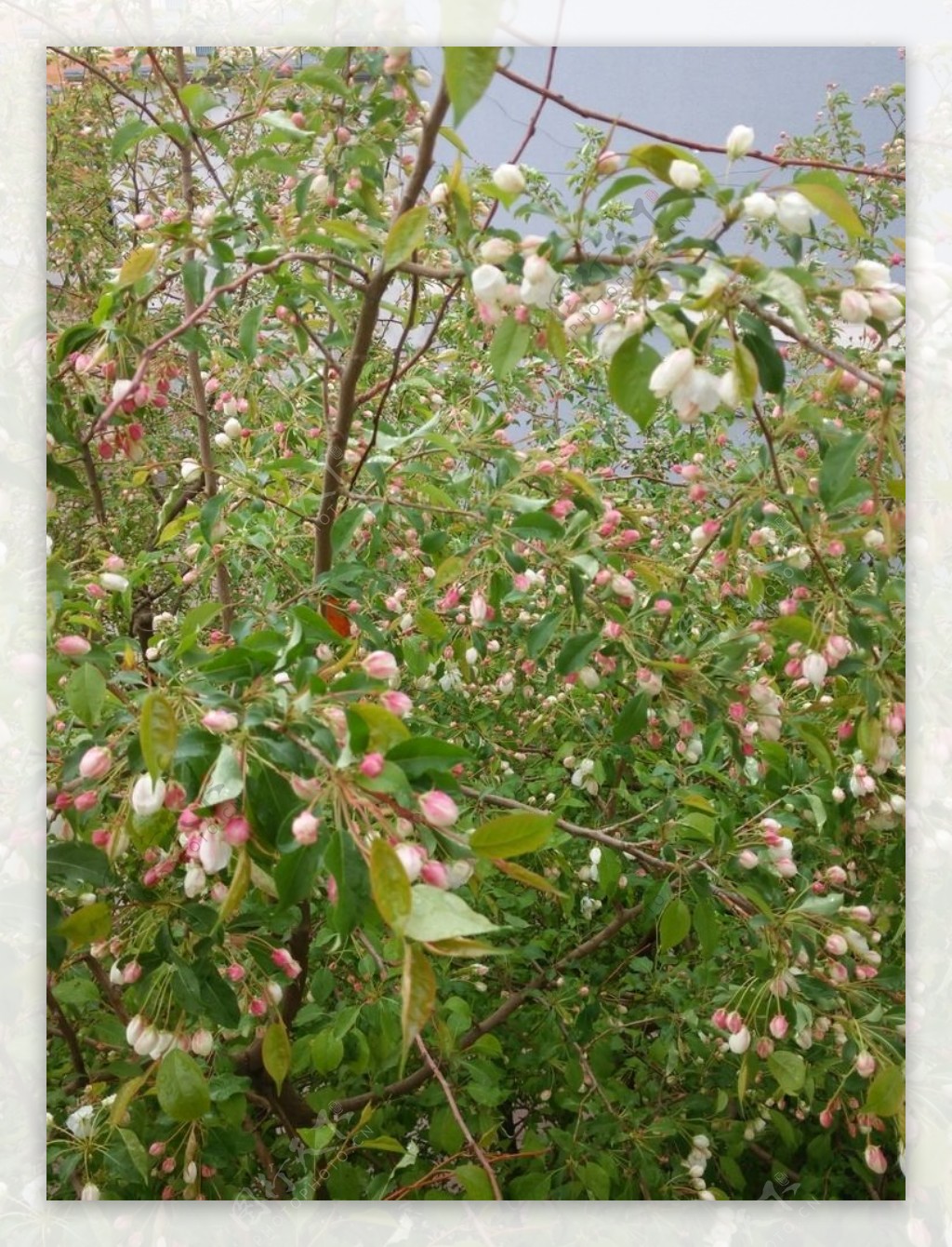 山荆子树花粉色图片