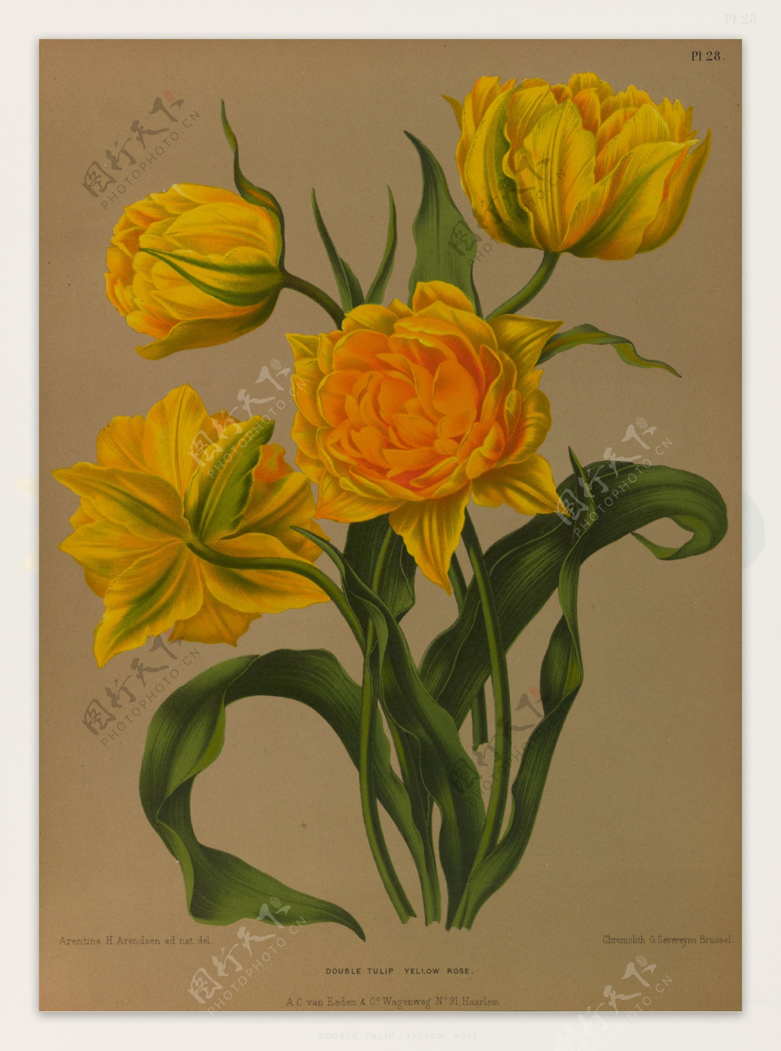 复古手绘黄色郁金香图片