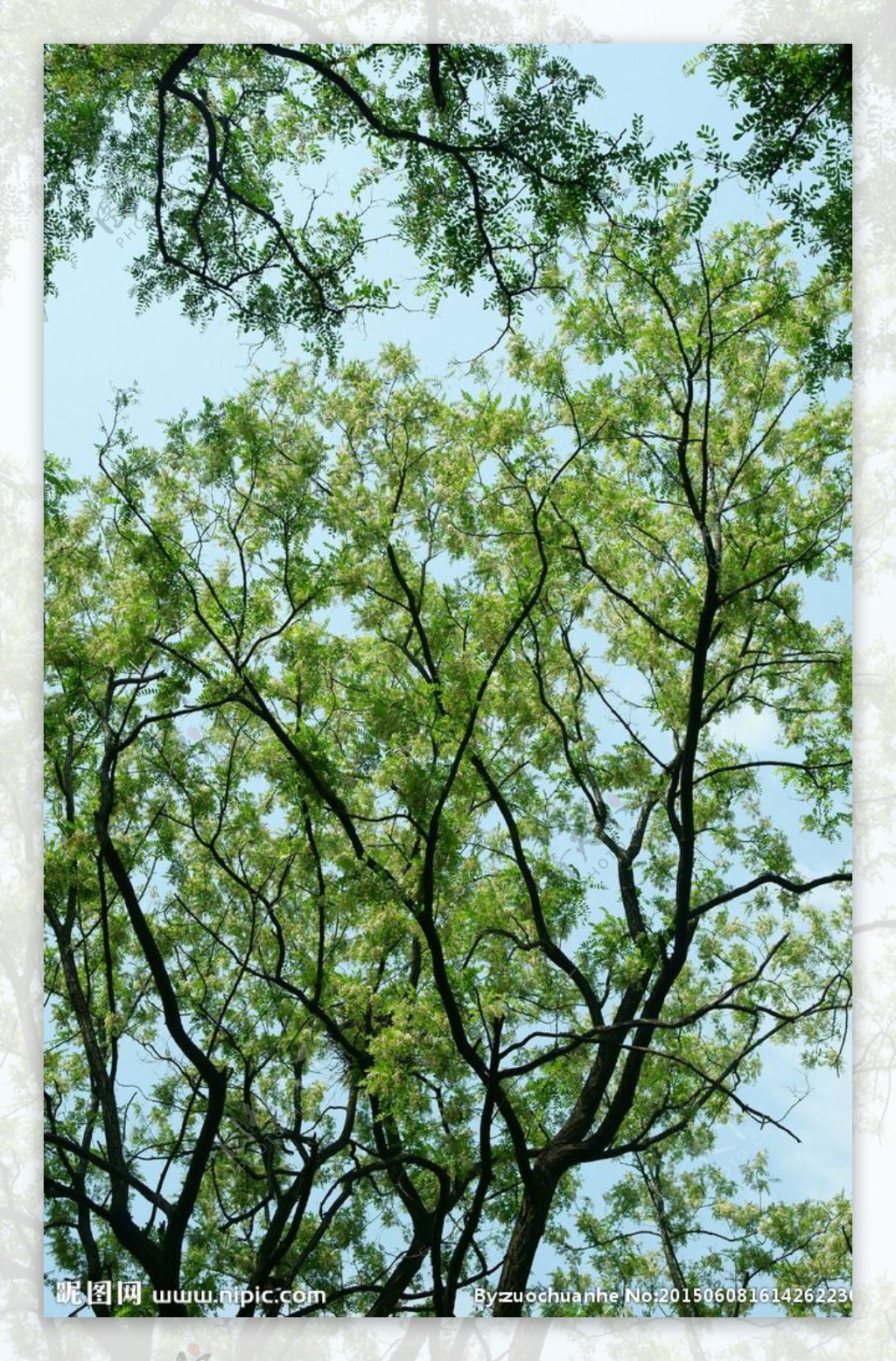 槐花树图片