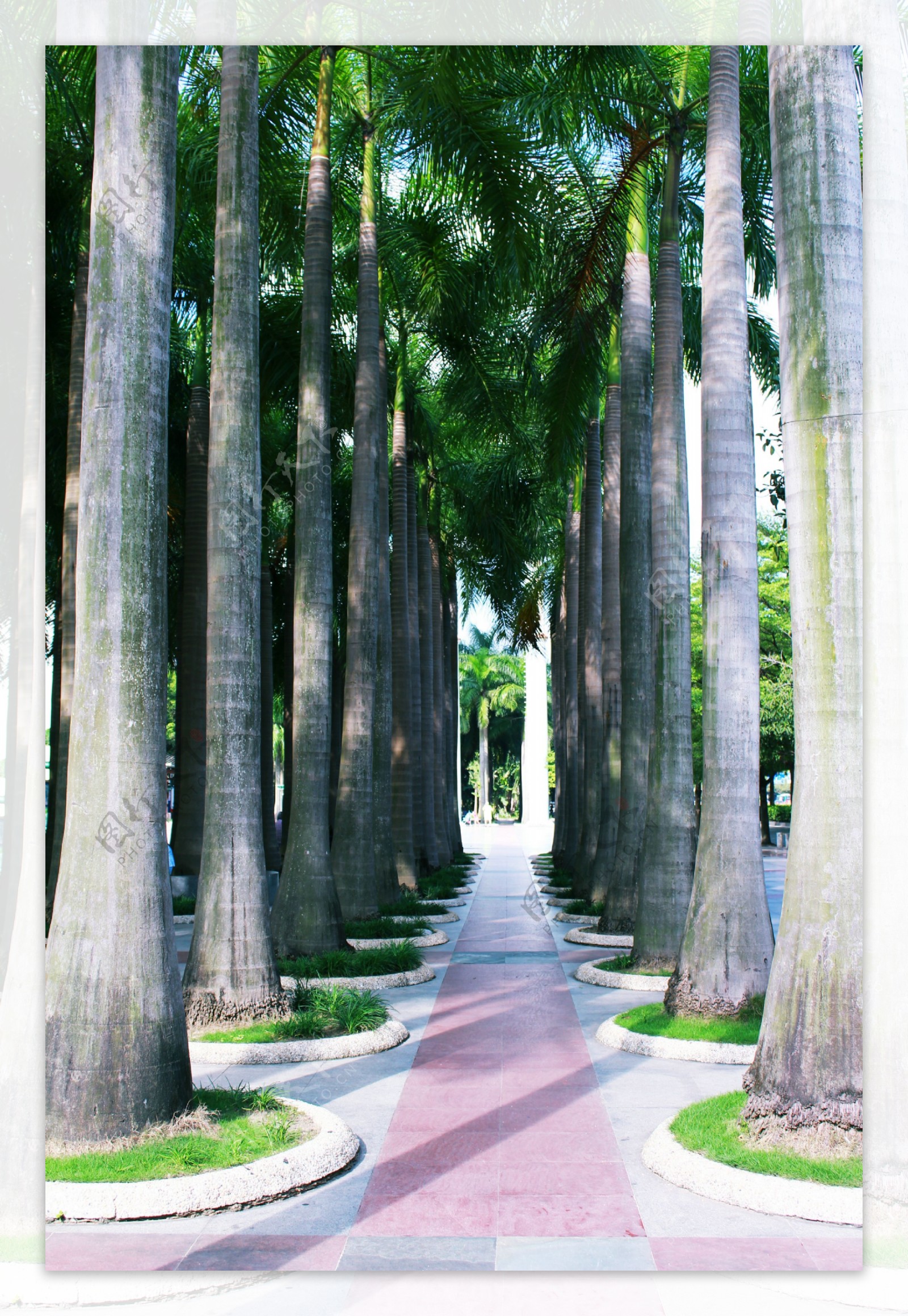 园博园槟榔树图片