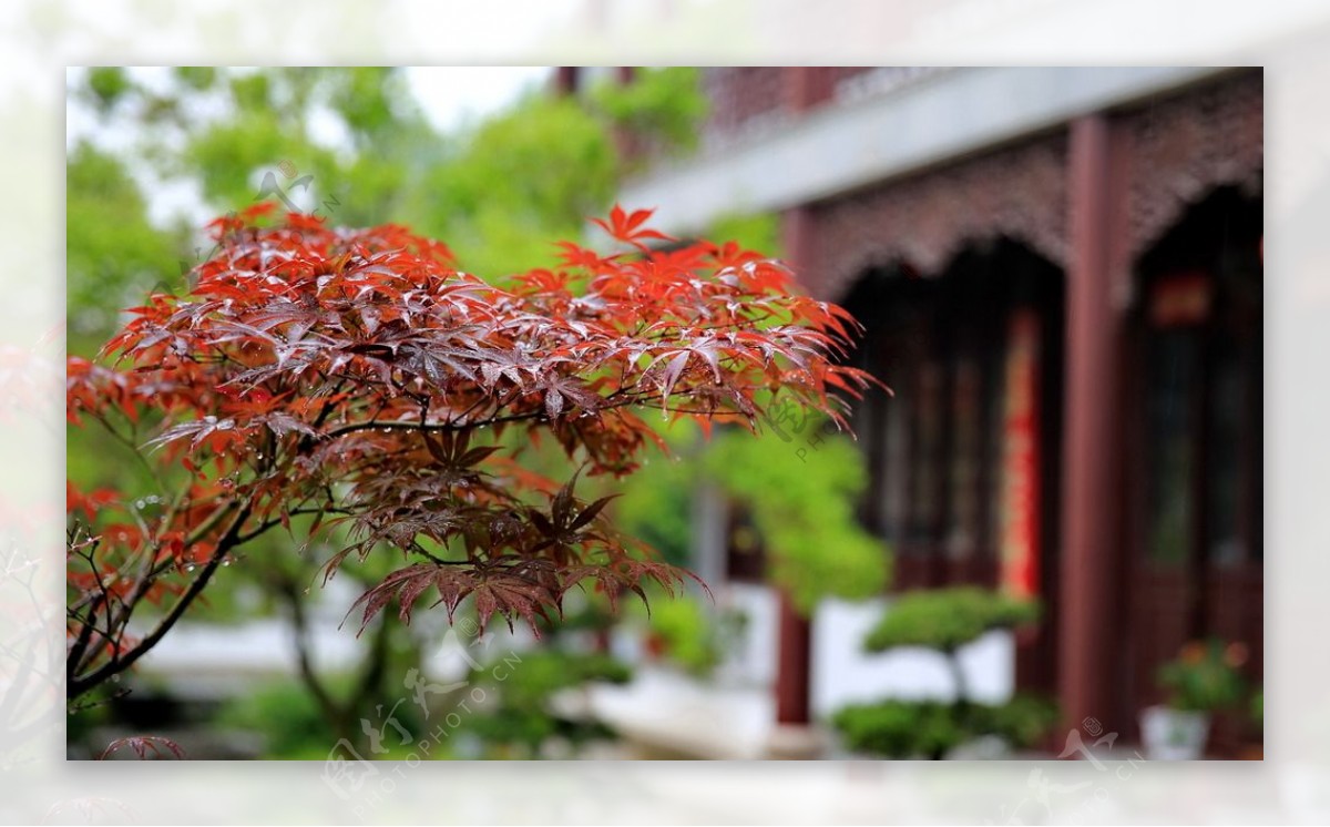 雨中红叶图片