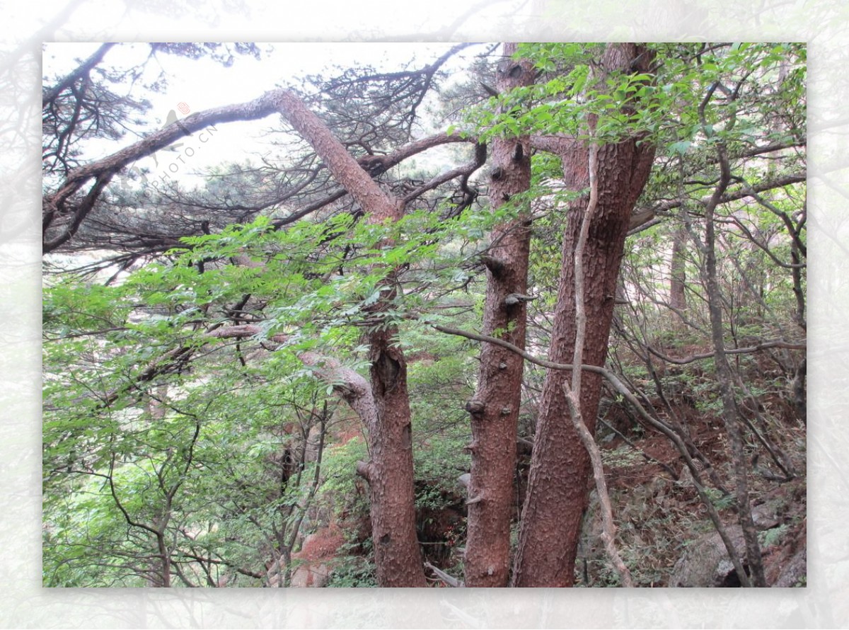 黄山风景区黄山松树图片