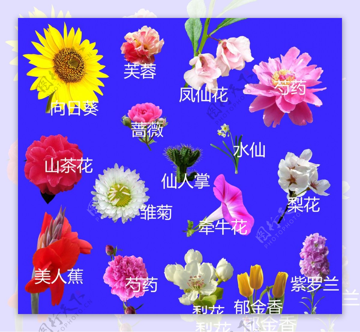 花卉图片