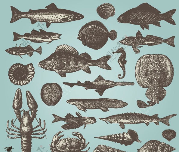 手绘素描海洋动物矢量素材图片