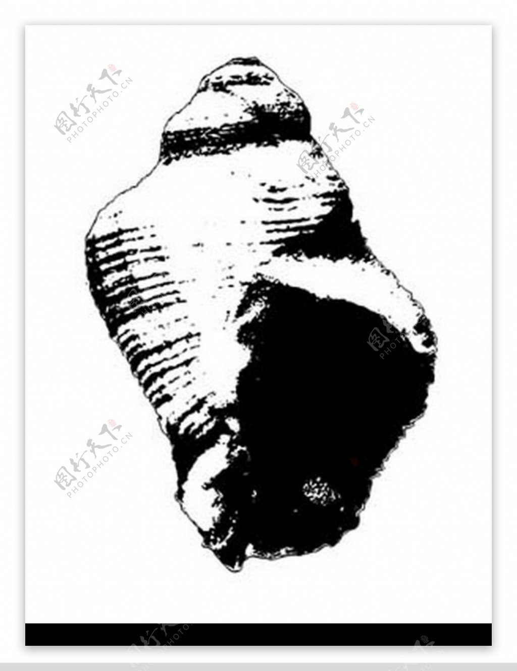 海螺 贝壳摄影图__海洋生物_生物世界_摄影图库_昵图网nipic.com