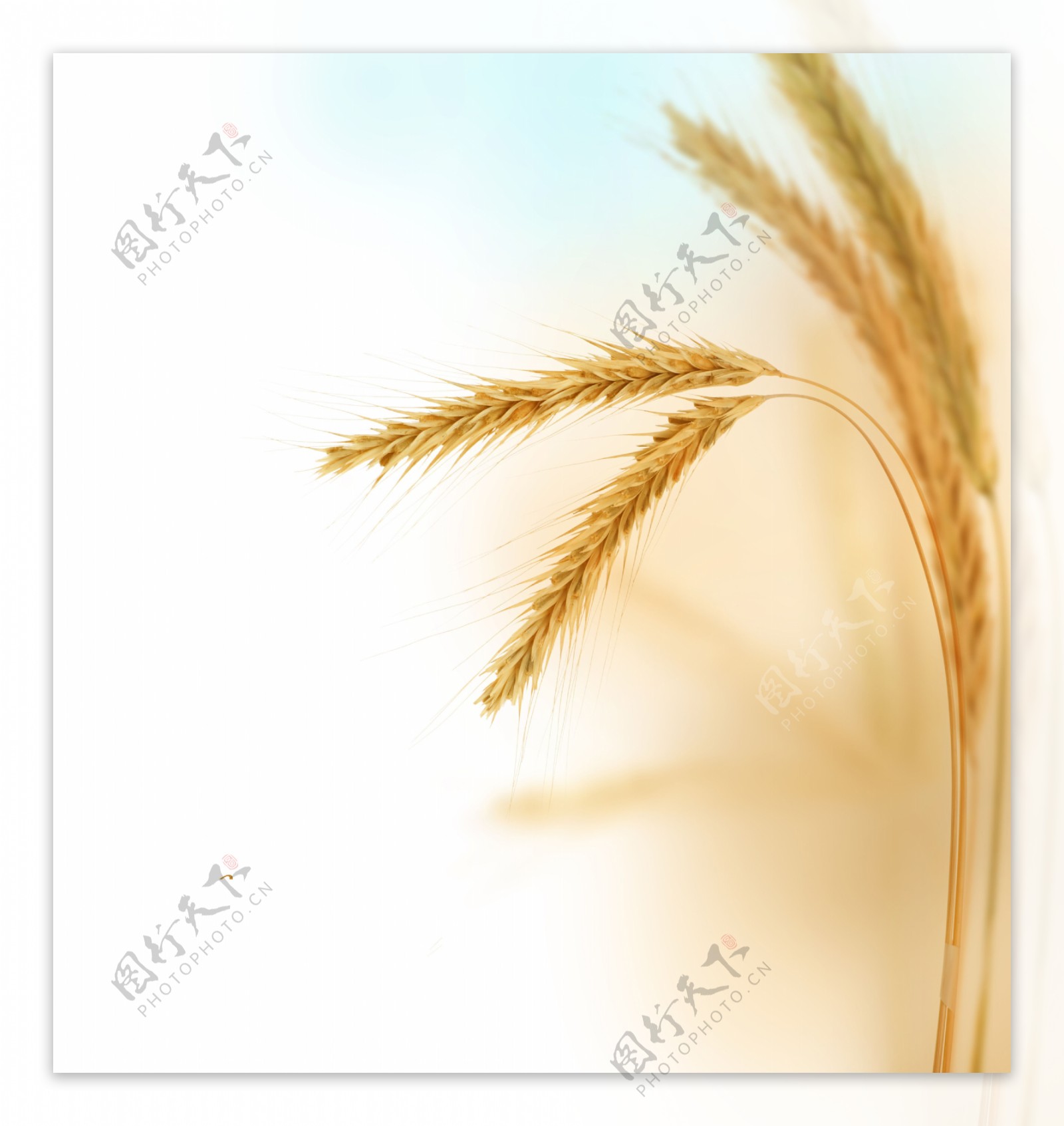 麦穗图片