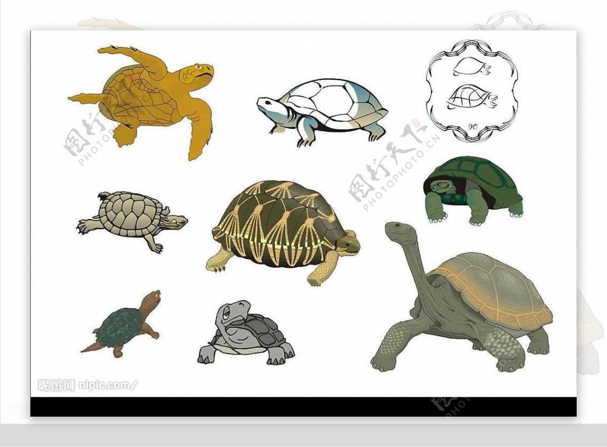 CorelDARW精选矢量图库爬行动物龟图片